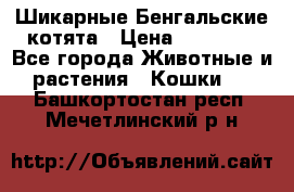 Шикарные Бенгальские котята › Цена ­ 25 000 - Все города Животные и растения » Кошки   . Башкортостан респ.,Мечетлинский р-н